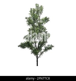 Mountain Maple Tree - isolato su sfondo bianco - 3D Illustrazione Foto Stock