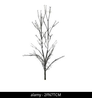 Mountain Maple Tree in inverno - isolato su sfondo bianco - Illustrazione 3D Foto Stock