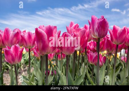 Tulipani porpora olandese con nuvole lucrose in cielo blu Foto Stock