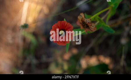 Fiori selvatici rossi che crescono in montagna Foto Stock