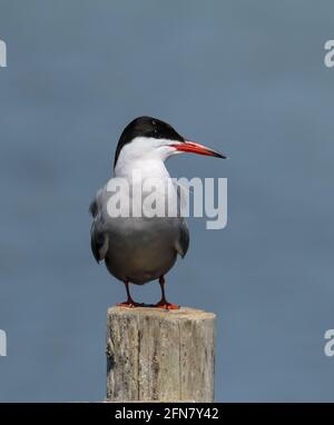 Profilo di una Tern comune per adulti, Sterna hirundo, appollaiato su un palo di legno, Keyhaven UK Foto Stock