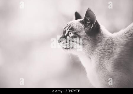 Immagine in bianco e nero di un carino gattino tailandese a righe nel profilo, illuminato dalla luce. Verticale. Foto Stock