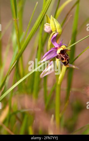 Orchidea dell'ape / abeille di Ophrys / apifera di Ophrys Foto Stock