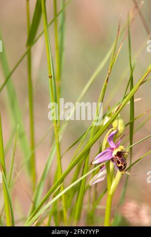 Orchidea dell'ape / abeille di Ophrys / apifera di Ophrys Foto Stock