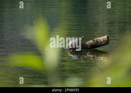 Il cursore dello stagno (Trachemys scripta) è una specie di tartaruga semiacquatica comune di medie dimensioni. Foto Stock