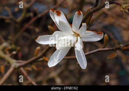 Stella Magnolia (Magnolia Stellata) fiore danneggiato dal gelo ritardato Foto Stock