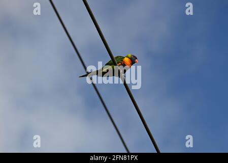 Un lorikeet arcobaleno appollaiato su una linea potente su un sole giorno Foto Stock