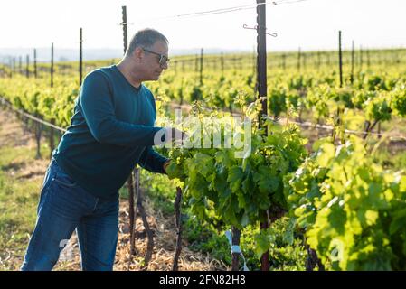 L'uomo anziano controlla la giovane infiorescenza delle uve sulla vite da vicino. Vitigno con foglie verdi e gemme che fioriscono su un vitigno nel vigneto primaverile. Fuoco selettivo su coltivatore. Foto Stock