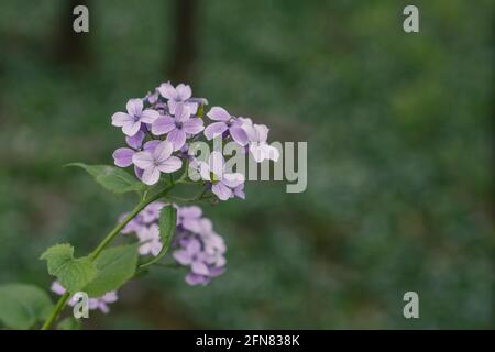 fiore viola nella natura selvaggia nella foresta con sfondo sfocato. Foto Stock
