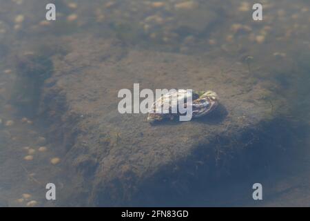 Cozze (Bivalvia) in un piccolo lago sul Mare del Nord costeggia su una pietra con molte piccole cozze nel sfondo Foto Stock