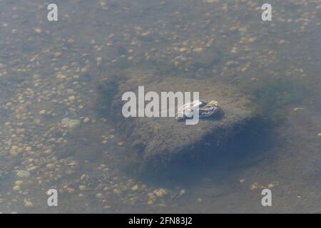 Cozze (Bivalvia) in un piccolo lago sul Mare del Nord costeggia su una pietra con molte piccole cozze nel sfondo Foto Stock