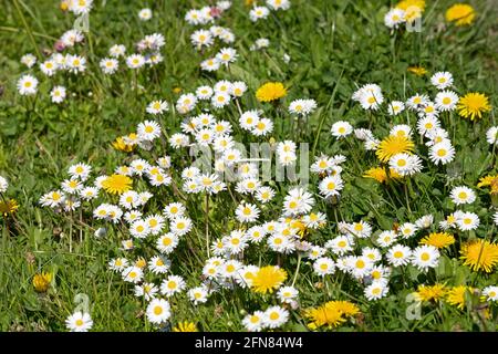 Daisies (Bellis perennis) e dandelions (Taraxacum), Kappeln, Schlei, Schleswig-Holstein, Germania Foto Stock