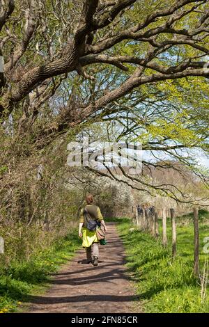 Sentiero escursionistico, Gelting Birk Riserva Naturale, Gelting Bay, Schleswig-Holstein, Germania Foto Stock