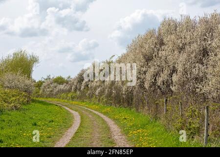 Sentiero escursionistico, Gelting Birk Riserva Naturale, Gelting Bay, Schleswig-Holstein, Germania Foto Stock