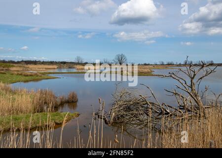 Waterlogging controllato, Gelting Birk Riserva Naturale, Gelting Bay, Schleswig-Holstein, Germania Foto Stock