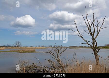 Waterlogging controllato, Gelting Birk Riserva Naturale, Gelting Bay, Schleswig-Holstein, Germania Foto Stock