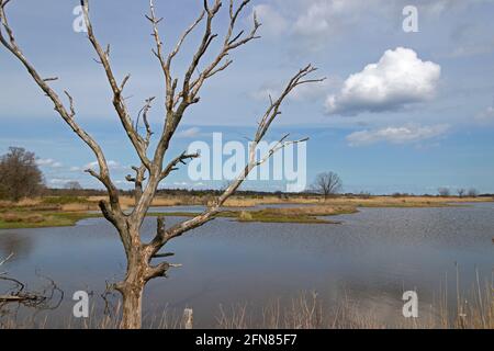 Waterlogging controllato, Gelting Birk Riserva Naturale, Gelting Bay, Schleswig-Holstein, Germania Foto Stock