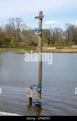 Indicatore d'acqua, waterlogging controllato, Gelting Birk Riserva Naturale, Gelting Bay, Schleswig-Holstein, Germania Foto Stock