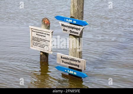 Indicatore d'acqua, waterlogging controllato, Gelting Birk Riserva Naturale, Gelting Bay, Schleswig-Holstein, Germania Foto Stock