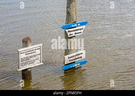 Indicatore d'acqua, waterlogging controllato, Gelting Birk Riserva Naturale, Gelting Bay, Schleswig-Holstein, Germania Foto Stock