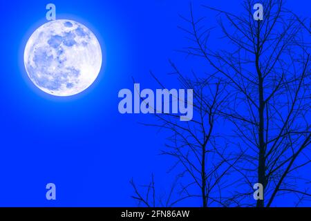 Paesaggio notturno di silhouette di alberi secchi contro cielo blu e luna piena luminosa, serenità sfondo natura. All'aperto di notte. La luna prese wi Foto Stock