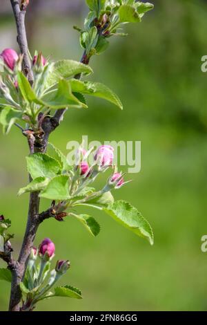 Piccole gemme rosa pallido sull'albero di mele in fiore nel giardino di primavera su sfondo sfocato di erba verde. Alberi da frutto colonnari. Primo piano. Messa a fuoco selettiva. Foto Stock