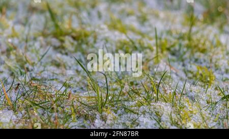 Primo piano di lame di erba ricoperte di brina bianca al sole d'inverno Foto Stock