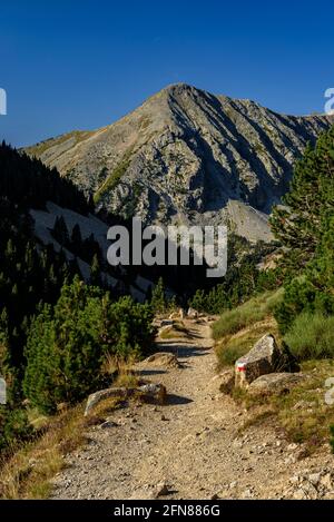 Vista della cima Gra de Fajol Petit vista dal sentiero fino al passo di Portella de Mentet (Ripollès, Catalogna, Spagna) Foto Stock