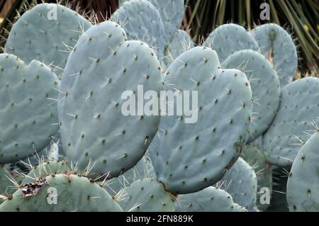 Sydney Australia, Opuntia Robusta pale di cactus con lunghe spine taglienti Foto Stock