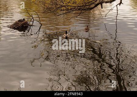 Un'immagine di un maschio e femmina con anatre Mallard Un Coot ed è nido in un lago di parco pubblico Con una riflessione distorta dell'albero nel sud-est dell'Inghilterra Foto Stock