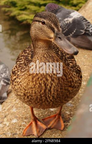 Un'immagine ravvicinata di un'anatra femminile di Mallard rivolta verso l'alto la macchina fotografica che mostra il grande petto modellato, il suo becco e l'occhio Foto Stock