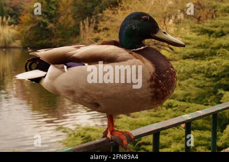 Un primo piano immagine pf un maschio scopata Mallard in piedi su una recinzione ringhiera metallica sopra un lago in a. Parco pubblico nel sud-est dell'Inghilterra Foto Stock