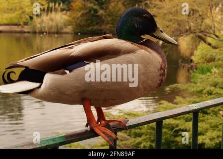 Un primo piano immagine pf un maschio scopata Mallard in piedi su una recinzione ringhiera metallica sopra un lago in a. Parco pubblico nel sud-est dell'Inghilterra Foto Stock