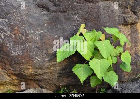 Pianta verde che cresce su una roccia e pietra con tappeto di muschio nei boschi. Foto Stock