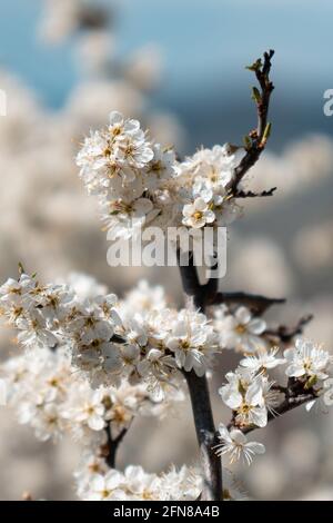 Immagine verticale di fiori di ciliegio bianco o Foto Stock