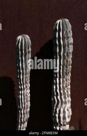 Sydney Australia, cactus africano di barile di latte contro fondo di metallo Foto Stock