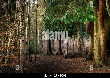 Un sentiero suggestivo che attraversa un bosco nel Parco del Bosco di Haigh, Greater Manchester Foto Stock