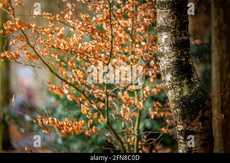 Un sentiero suggestivo che attraversa un bosco nel Parco del Bosco di Haigh, Greater Manchester Foto Stock