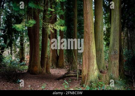 Un sentiero suggestivo che attraversa un bosco nel Parco del Bosco di Haigh, Greater Manchester Foto Stock