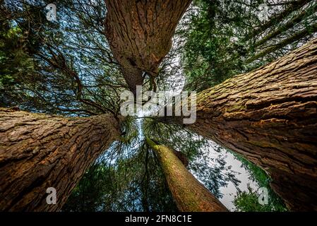 Una vista della tettoia dell'albero di sequoia vista da sotto Nelle piantagioni di legno di Haigh di Wigan Foto Stock