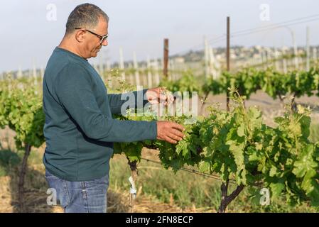 Agricoltore anziano che controlla le uve da vino che si coltivano in un vigneto. Vitigno con foglie verdi e gemme che fioriscono su un vitigno nel vigneto primaverile. Foto Stock