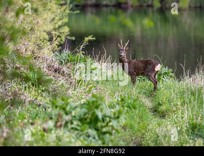 Maschio Roe Deer su una riva del fiume in Scozia Foto Stock