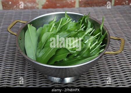 foglie fresche di aglio selvatico in un colino Foto Stock