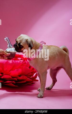 Cane Con La Torta Di Compleanno Fotografia Stock - Immagine di divertire,  candele: 99451144