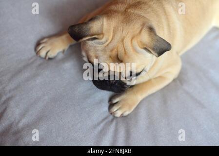 Braciole tristi di cani sdraiati sul divano Foto Stock