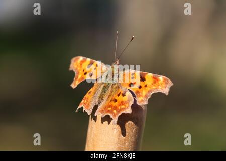 virgola farfalla prendere il sole sulla parte superiore di un bastone Foto Stock