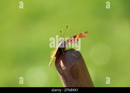 virgola butterfly che cucisce sulla parte superiore di un bastone della scopa con uno sfondo verde luminoso Foto Stock