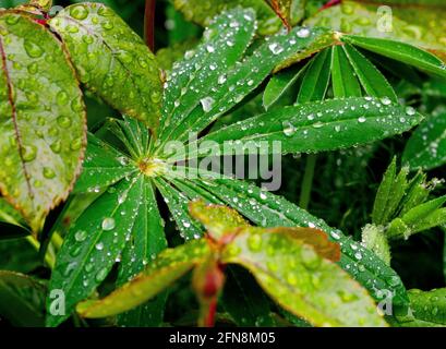 gocce di pioggia sulle foglie di lupino Foto Stock