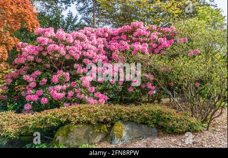 Un enorme cespuglio di rododendri rosa è in piena fioritura al Sewar Park a Seattle, Washington. Foto Stock