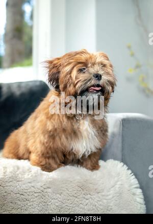 Cucciolo di orsacchiotto seduto sul divano in una luminosa camera moderna. cane maschio di 6 mesi di colore albicocca chiaro e naso nero. Shichon, Zuchon, Shih Tzu-Bicho Foto Stock